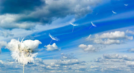 Dandelion flower on sky background.
Beautiful dandelion flower in the garden against the sky close-up.の写真素材