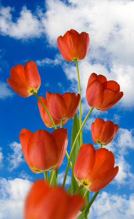 Image of flowers against the sky.
Beautiful flowers in the garden.
Flowers of tulips.の写真素材