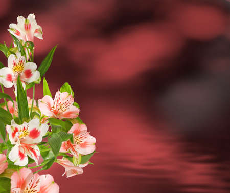 Image of flowers in the garden on a blurred background.
Beautiful flowers in the garden.の写真素材