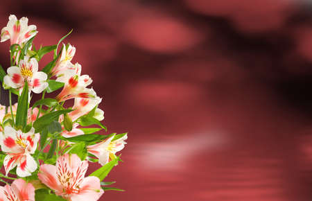 Image of flowers in the garden on a blurred background.
Beautiful flowers in the garden.の写真素材
