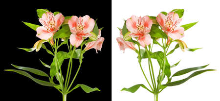 Image of flowers in the garden on a blurred background.
Beautiful flowers in the garden.
Isolated flowersの写真素材
