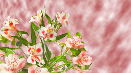 Image of flowers in the garden on a blurred background.
Beautiful flowers in the garden.
Isolated flowersの写真素材