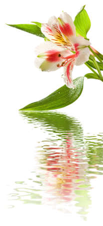 Image of flowers in the garden on a blurred background.
Beautiful flowers in the garden.
Isolated flowersの写真素材