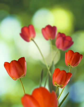 Image of flowers in the garden on a blurred background.
Beautiful flowers in the garden.
Flowers of tulips.の写真素材