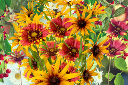 Image of flowers in the garden on a blurred background.
Beautiful flowers in the garden.の写真素材