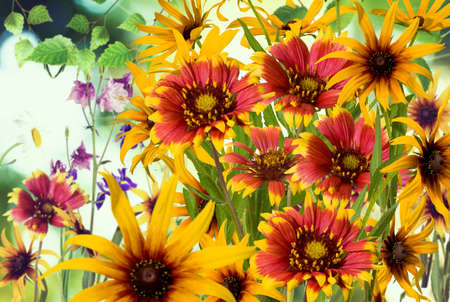 Image of flowers in the garden on a blurred background.
Beautiful flowers in the garden.の写真素材