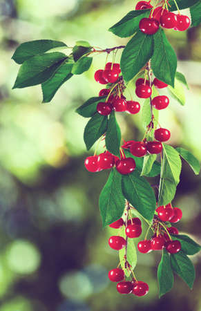 image of branch with cherries close-upの写真素材