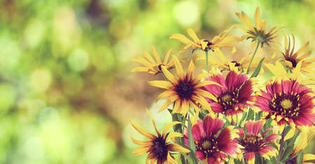 Beautiful flowers in the garden closeup.の写真素材