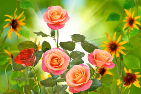 Beautiful flowers on a green background closeupの写真素材