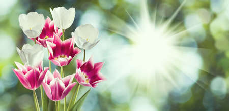 Beautiful flowers tulips in the garden closeup.の写真素材
