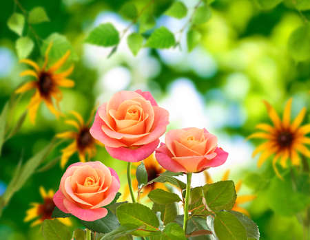 Beautiful flowers on a green background closeupの写真素材
