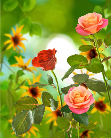 Beautiful flowers on a green background closeupの写真素材