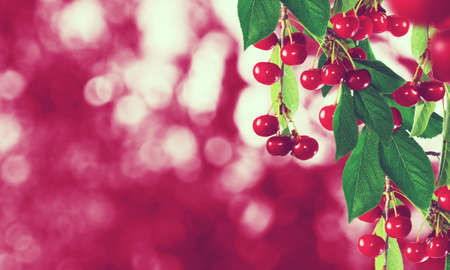 image of branch with cherries close-upの写真素材