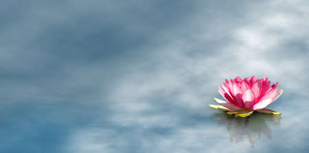 image of beautiful lotus flower at the water closeupの写真素材