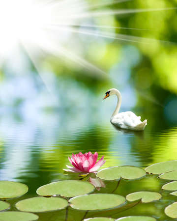 Beautiful swan and lotus flower on the waterの写真素材