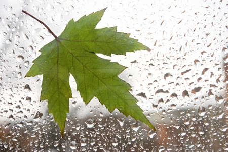 Tree leaf on a wet window.
Image of rain drops on glass close-up.
Drops on window glass.の写真素材