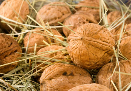 Big walnuts nuts Ripe nuts in grass closeup