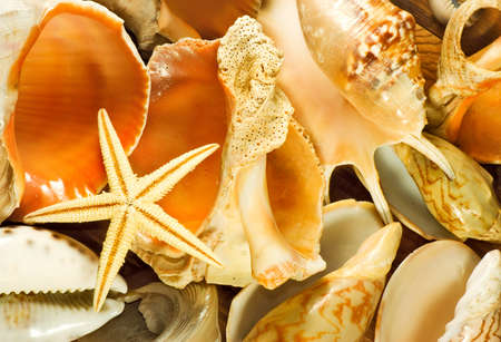different seashell on a wooden table closeup