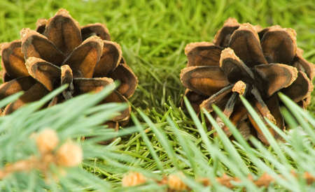 image of cones and fir needles closeupの写真素材