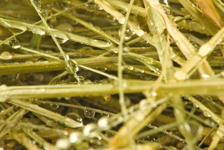 image of dry grass and water drops closeup