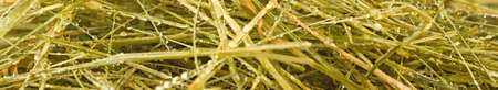 image of dry grass and water drops closeupの写真素材
