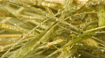 image of dry grass and water drops closeupの写真素材