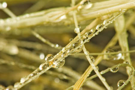 image of dry grass and water drops closeupの写真素材