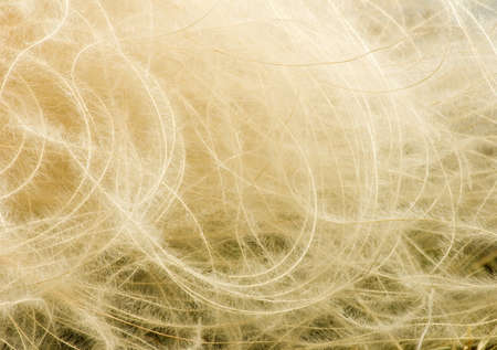 image of skeletonized leaves closeupの写真素材