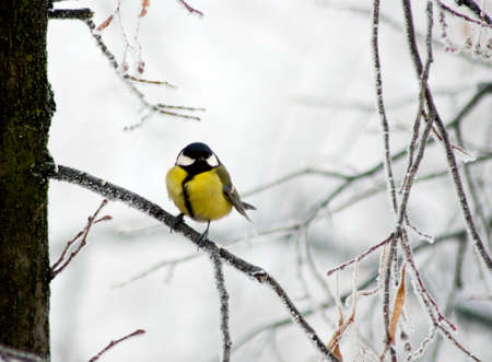 titmouse bird on branch of a tree closeupの写真素材