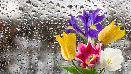 flowers on a window background close-upの写真素材