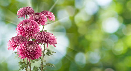 Image of beautiful flower aster close-up.Asters flower in the garden,の写真素材