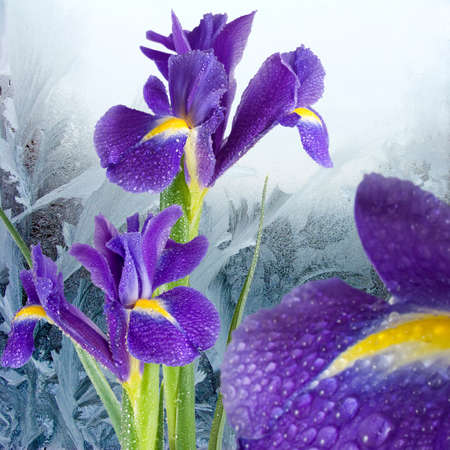 flowers on winter window background,image of beautiful flowers on window with frosty patterna...