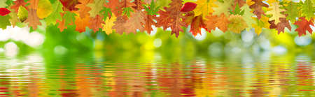Beautiful image of autumn leaves over the water.Autumn leaves over the water closeupの写真素材