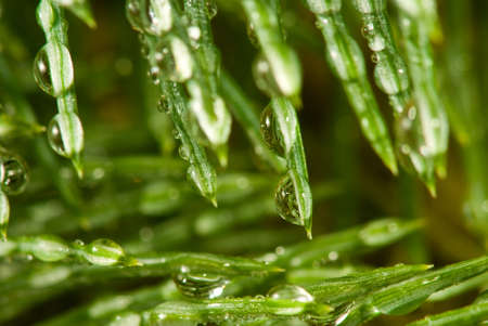 image of fir branches with water drops,
fir branches with drops of rain above the waterの写真素材