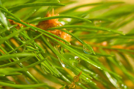 image of spruce branches close-up