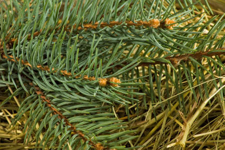 image of spruce branches close-up