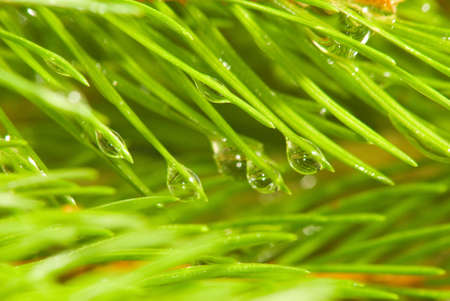 image of spruce branches close-upの写真素材