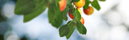 Image of sweet apples on the tree,Ripe apples on a branch in the garden closeupの写真素材