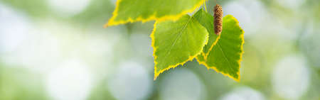 Image of leaves on a tree on green backgroundの写真素材
