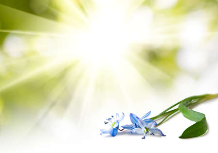 isolated image of snowdrop on a white background