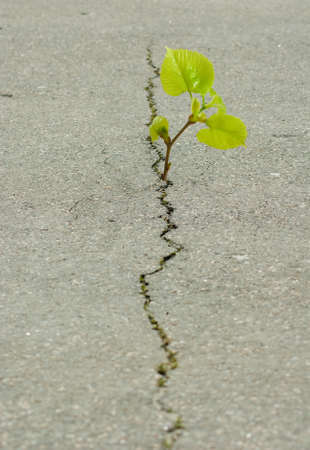 plant grows from a crack in the asphaltの写真素材