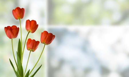 Image of tulips on reen background closeupの写真素材