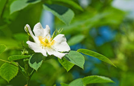 Image of beautiful flowers in the garden close-upの写真素材