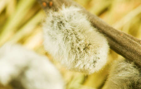 image of willow closeup