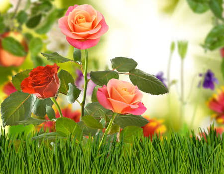 Image of beautiful flowers in the garden close-upの写真素材