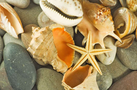 image of sea shells and stones closeupの写真素材