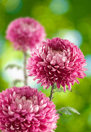 Image of beautiful flower aster close-up.
Asters flower in the garden,の写真素材