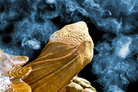 image of turtle  closeupの写真素材