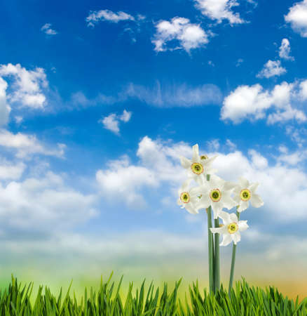 image of a flower against the sky closeupの写真素材