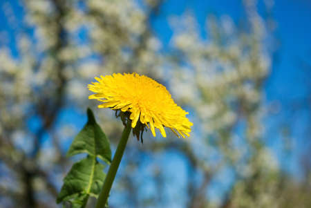 Image of dandelion flower in garden closeup の写真素材